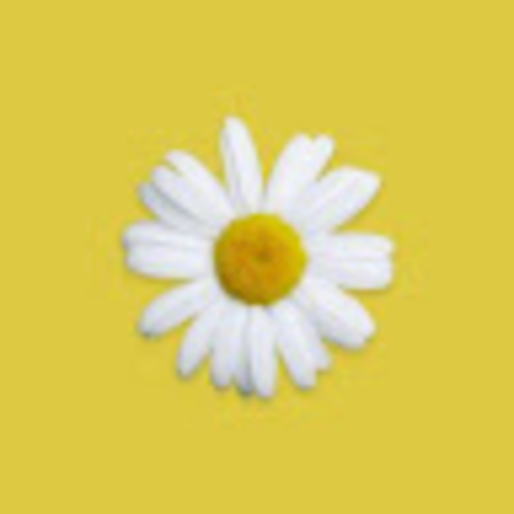 Meet your Posher, Daisy